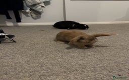 Mini Lop rabbits for sale: TWO GORGEOUS BABY MINI LOP GIRLS💖💕 - Image 5