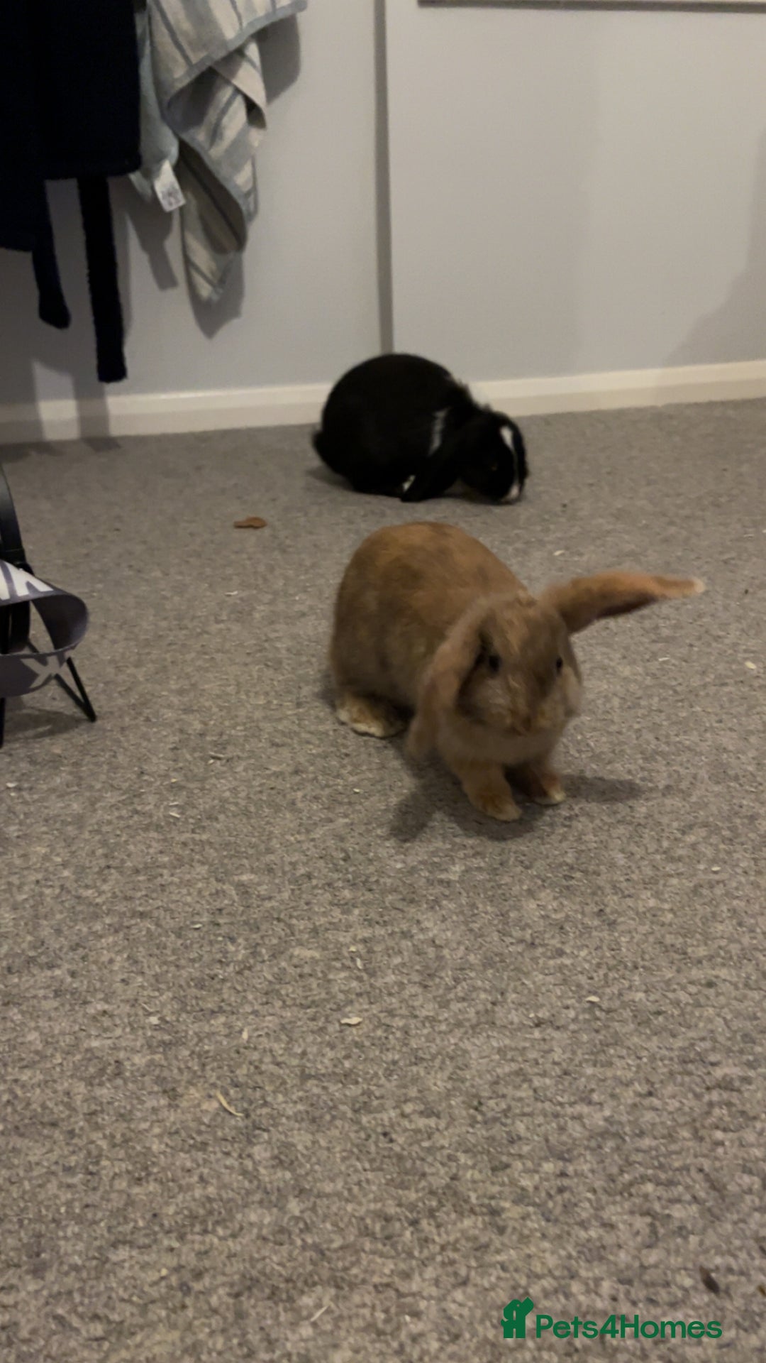 Mini Lop rabbits for sale: TWO GORGEOUS BABY MINI LOP GIRLS💖💕 - Image 5