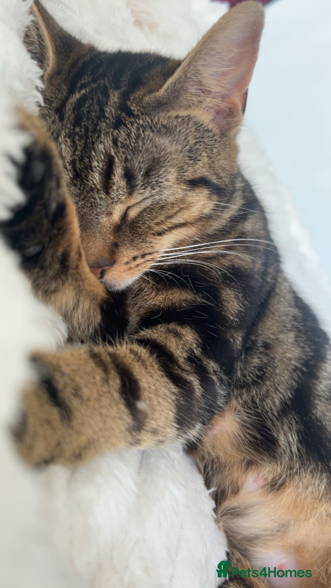 Domestic Shorthair cats Kittens for sale  - Advert 15