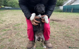 Mixed Breed dogs for adoption: Meet LARISA !  a Lovely Girl - for a Loving Home - Image 5