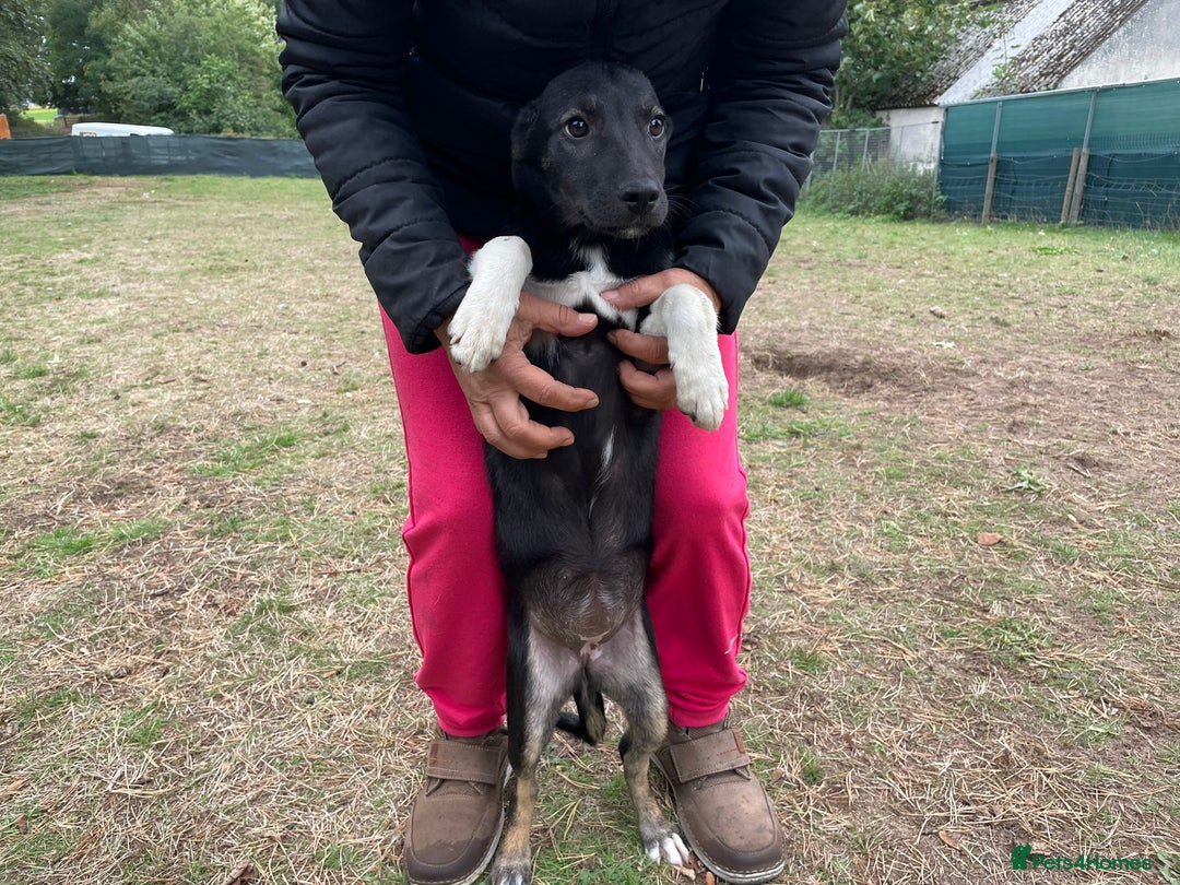 Mixed Breed dogs for adoption: Meet LARISA !  a Lovely Girl - for a Loving Home - Image 5