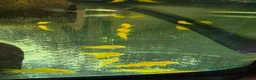 Corys fish for sale: Albino Gold Lazers Corys - Advert 2