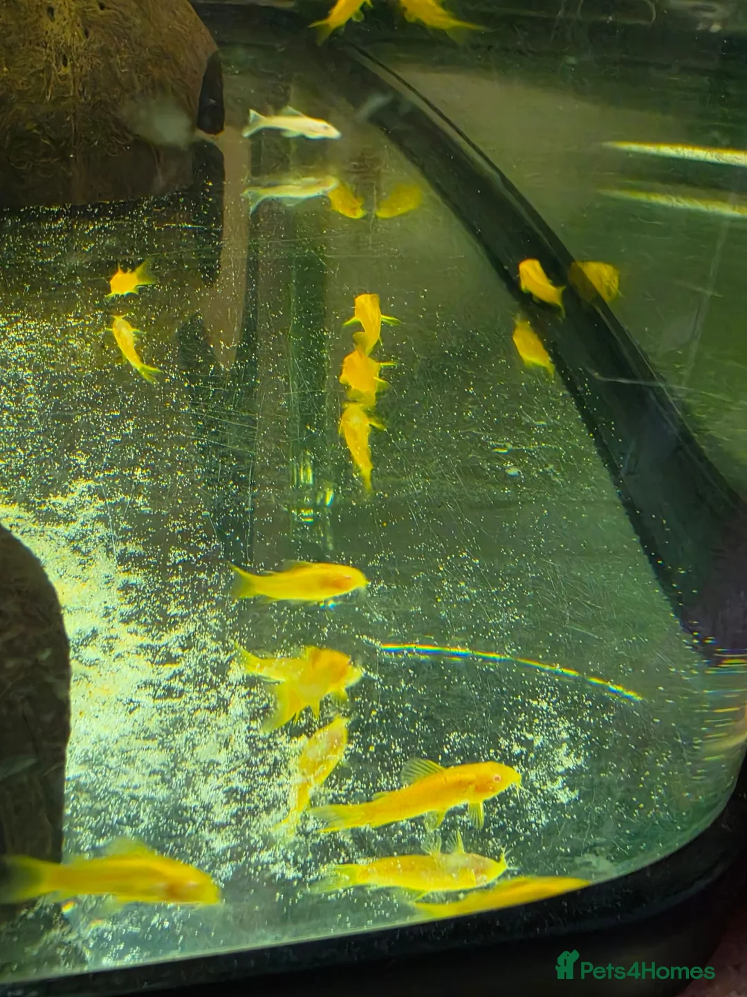 Corys fish for sale: Albino Gold Lazers Corys - Advert 2