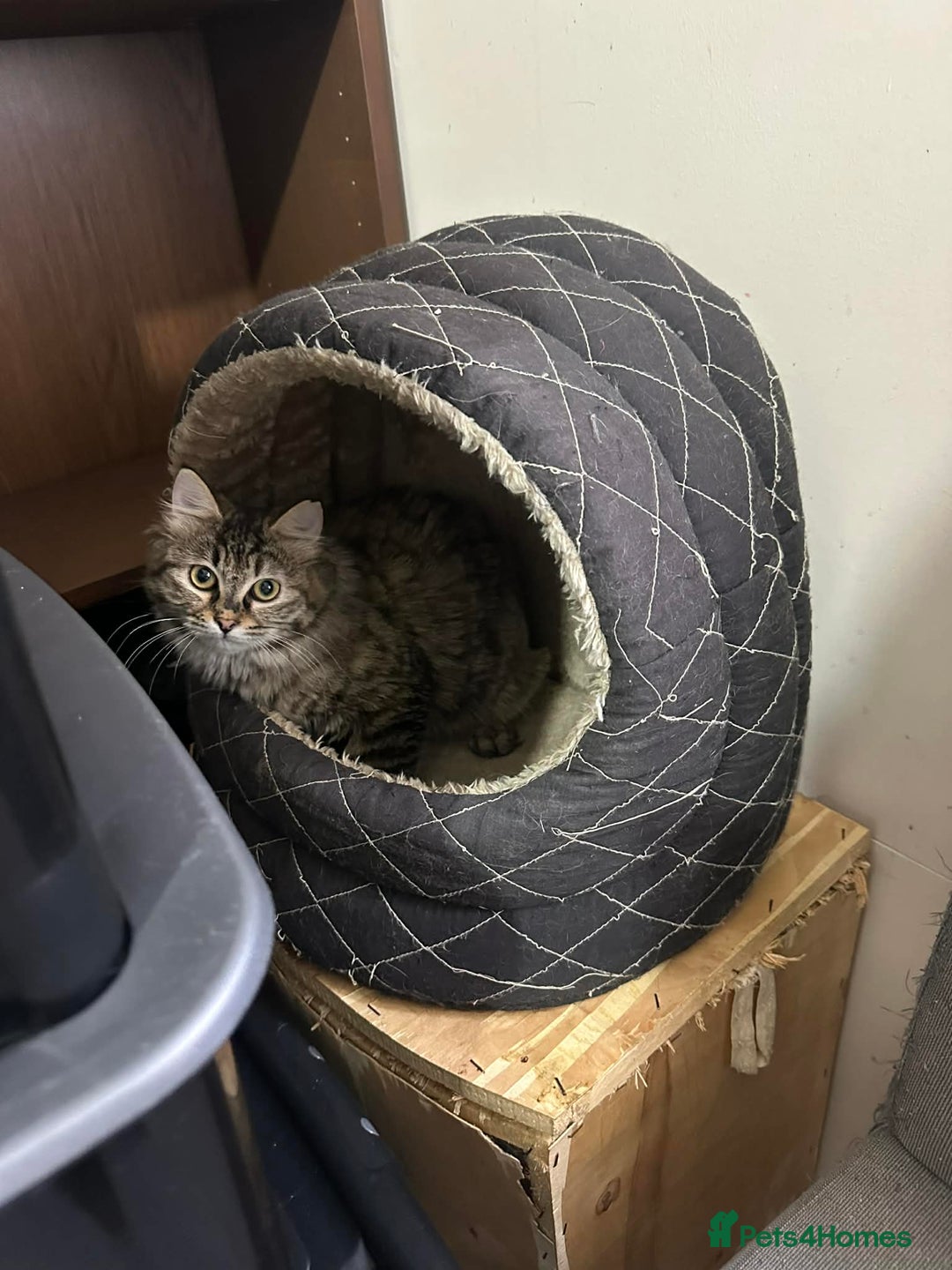 Mixed Breed cats for adoption: Sasha and Nori the fluffy divas - Advert 3