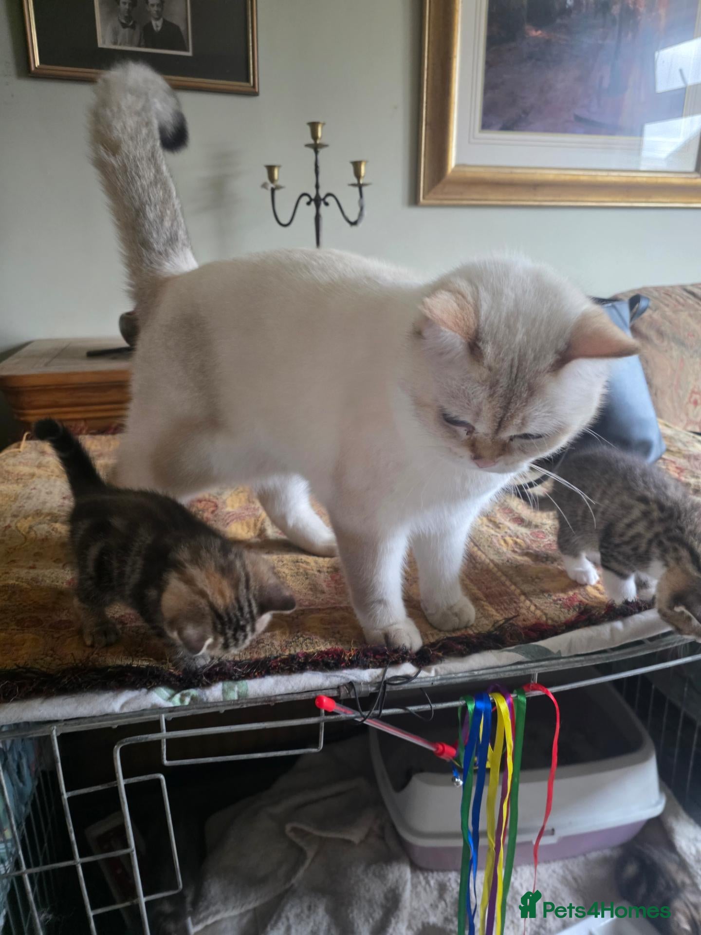 British Shorthair cats Golden Tabby British shorthair - Advert 2