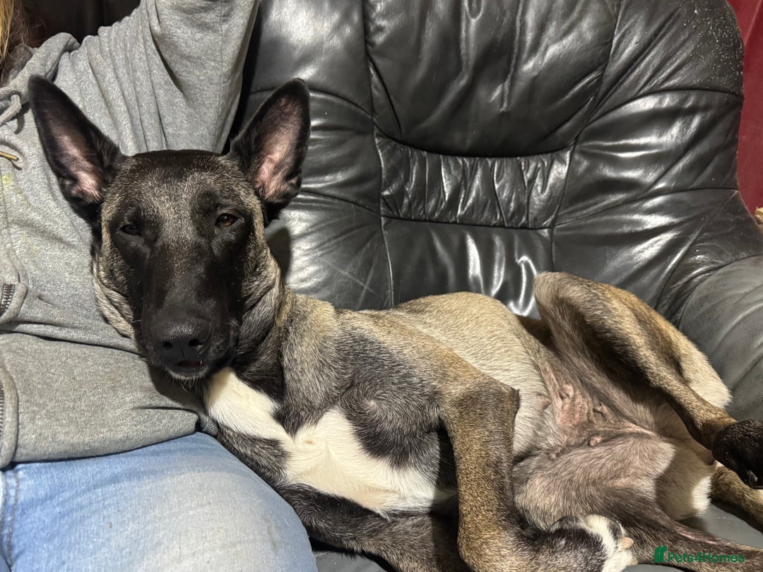 Mixed Breed dogs for sale: Belgian shepherd cross puppies - Advert 1