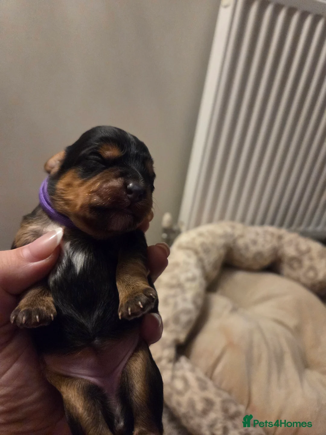 Mixed Breed dogs for sale: Yorkipoo - Advert 5