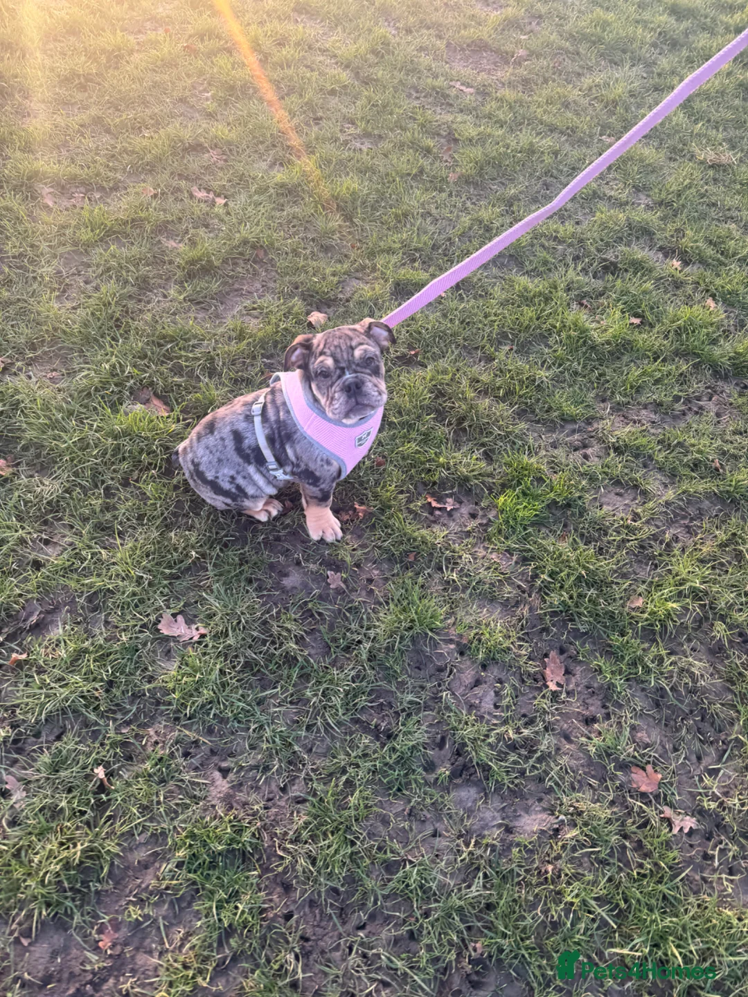 English Bulldog dogs for sale: English bulldog puppy 6 months - Advert 2