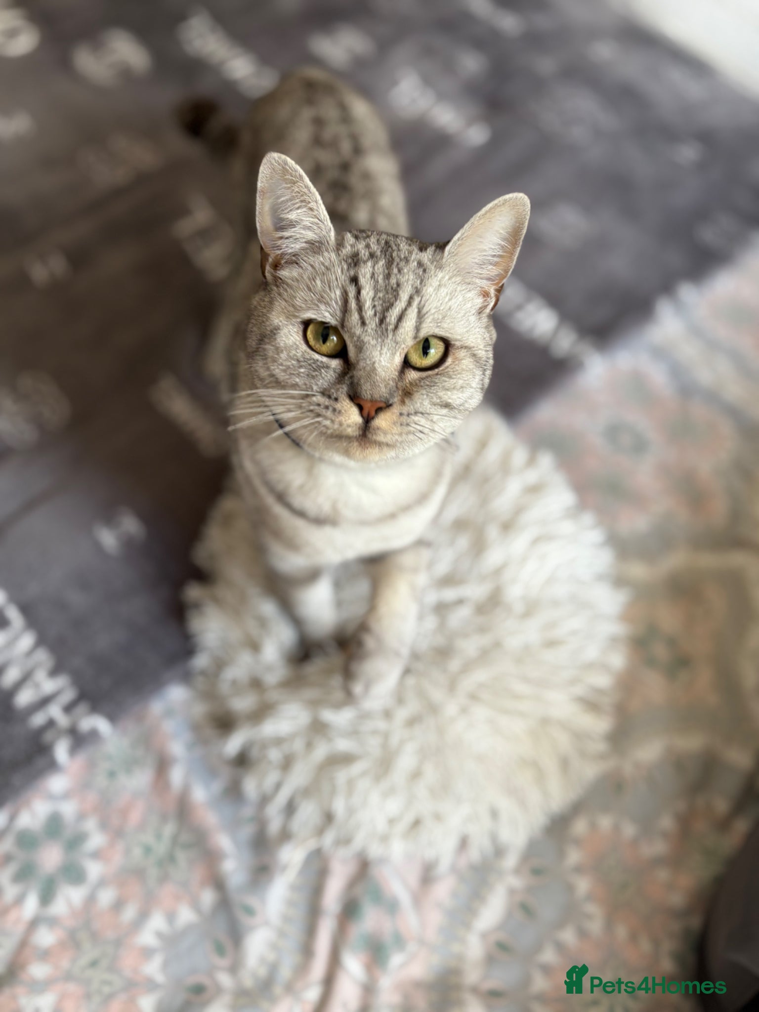 British Shorthair cats for sale: Stunning British short hair kitten - Advert 5