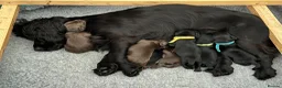 Cocker Spaniel dogs for sale: Beautiful KC Reg. Working Cocker Spaniel Puppies - Advert 11