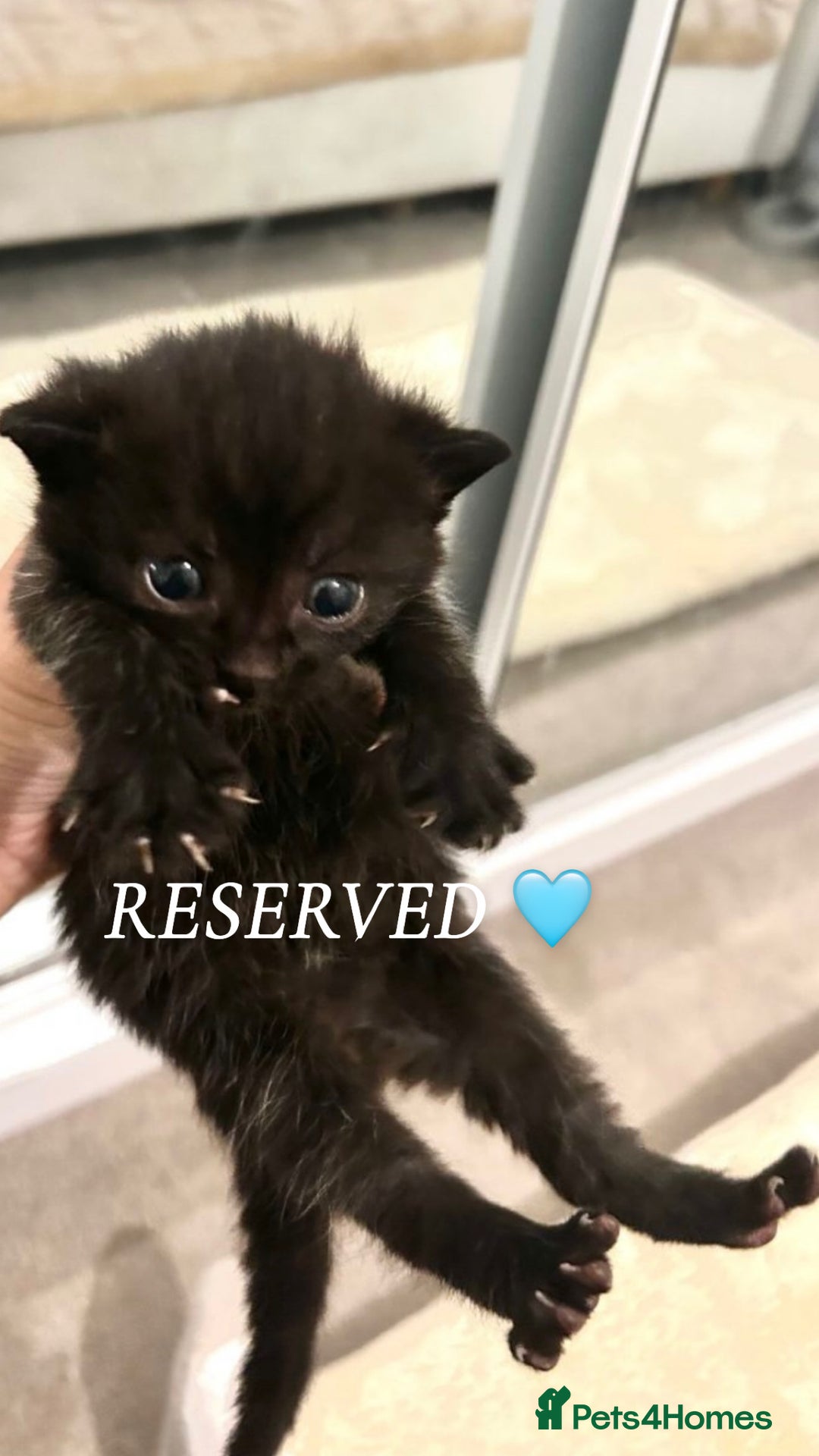 British Shorthair cats for sale: Bombay x British short hair kitten - Advert 14