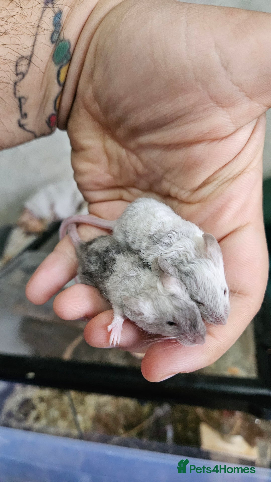 Mouse rodents for sale: Fancy mice females - Image 9