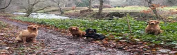 Cocker Spaniel dogs for stud: Red Fully Health Tested Cocker Spaniel Stud in Penicuik - Advert 3