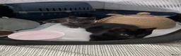 Mixed Breed cats for sale: Kitten 1 & Kitten 2 in Wallingford - Advert 23