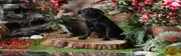 Labrador Retriever dogs for sale: HORSLEYFIELD KC reg Black Labrador Dog Puppies - Advert 9