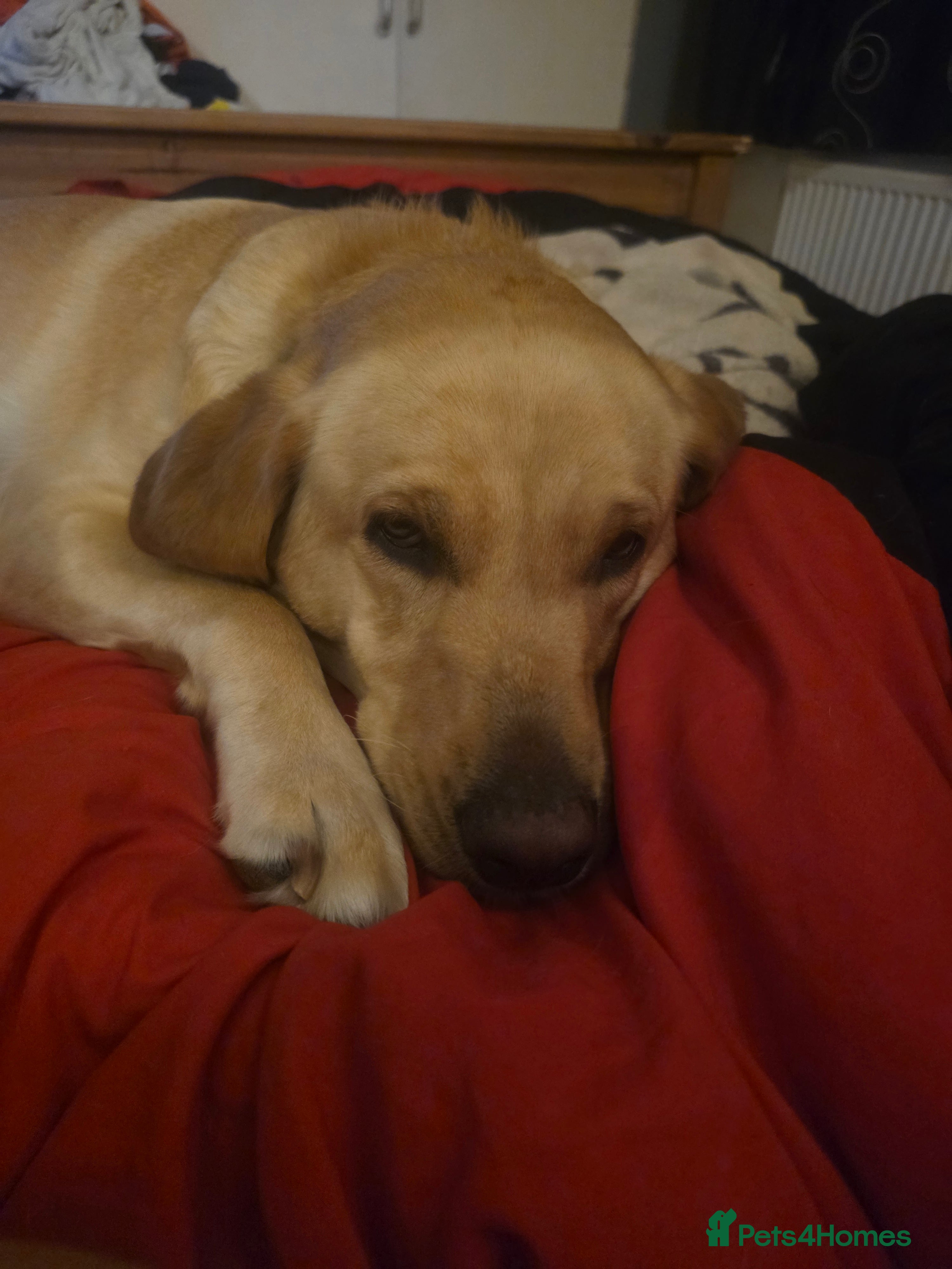 Labrador Retriever dogs Labrador pups for sale - Advert 2