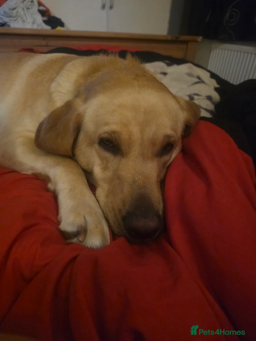 Labrador Retriever dogs for sale: Labrador pups for sale - Advert 1