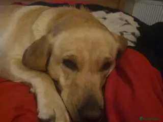 Labrador Retriever dogs Labrador pups for sale - Advert 2