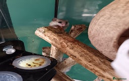 Mouse rodents for sale: Pygmy squirrels and enclosure  - Image 2
