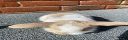 Mini Lop rabbits for sale: STUNNING PURE BREED MINI LOPS  - Advert 13