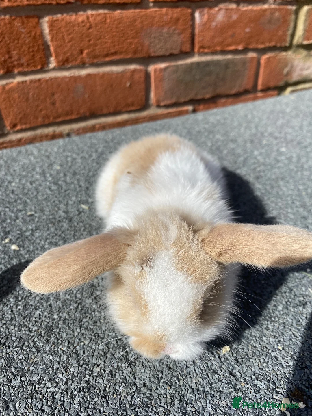 Mini Lop rabbits for sale: STUNNING PURE BREED MINI LOPS  - Advert 13