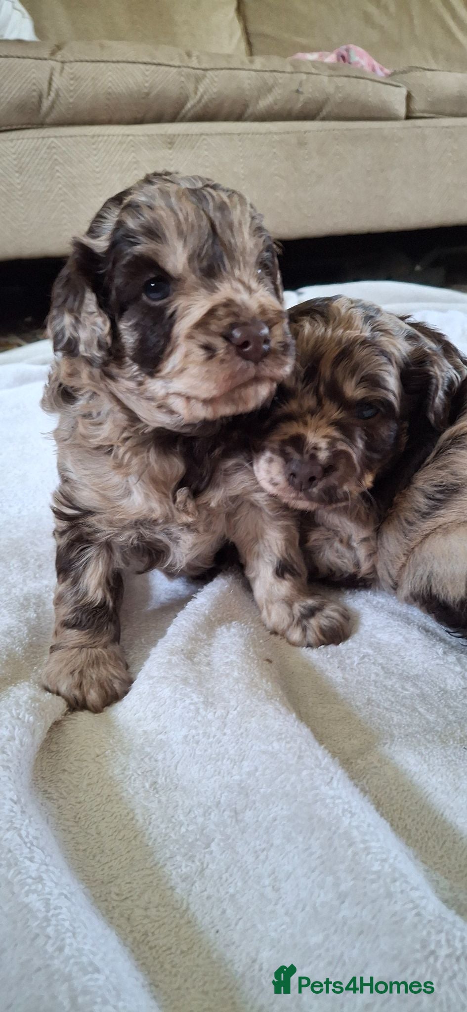Cockapoo dogs Chocolate merle f1b cockerpoo  - Advert 3