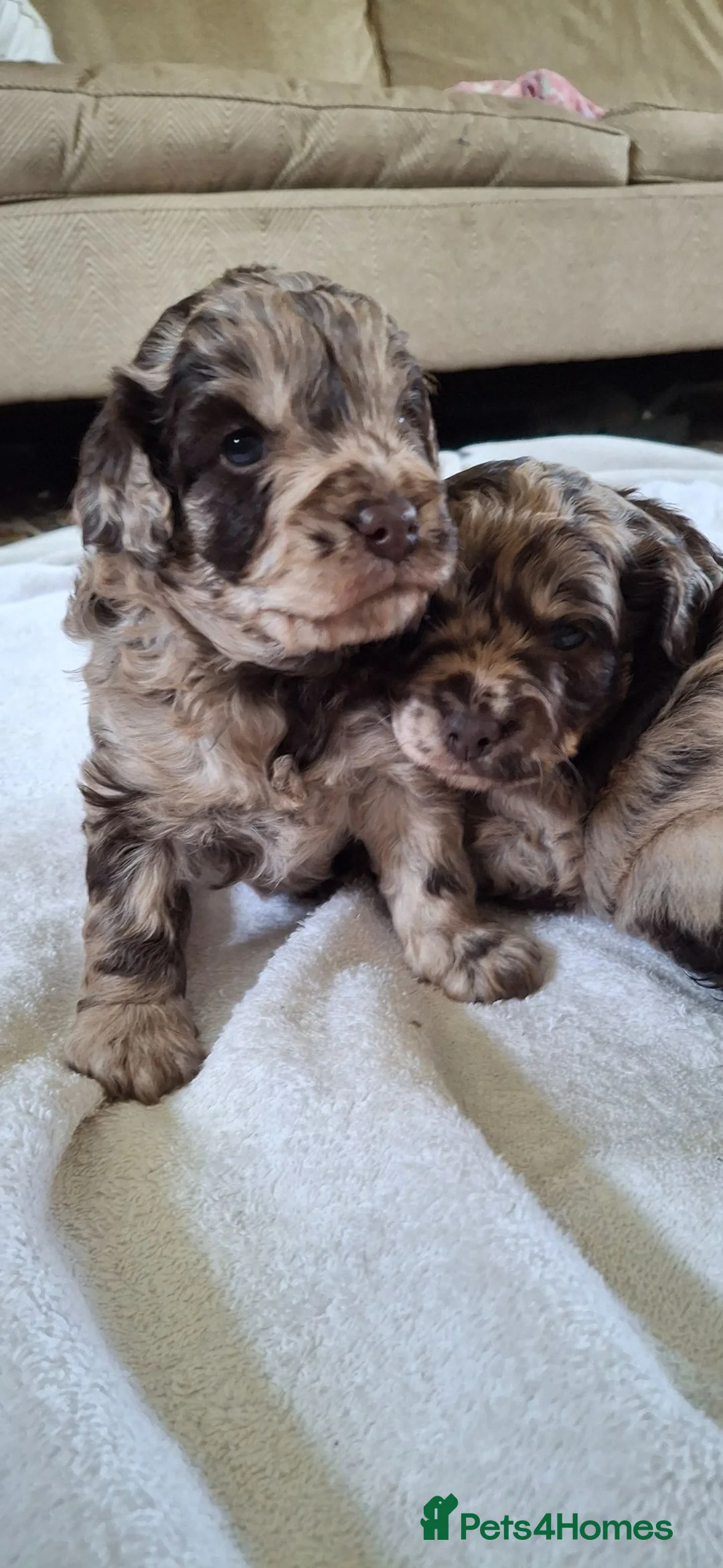 Cockapoo dogs for sale: Chocolate merle f1b cockerpoo  in Malvern - Advert 1