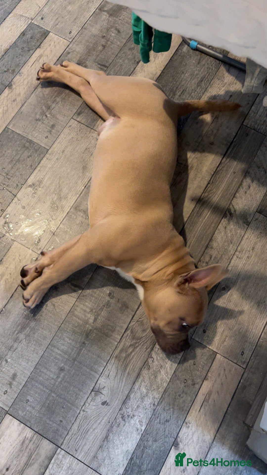 Mixed Breed dogs for sale: Pocket bully pup - Image 4
