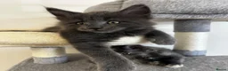 Maine Coon cats for sale:  Exceptional TICA Registered Maine Coon Kittens 🐾 - Advert 36