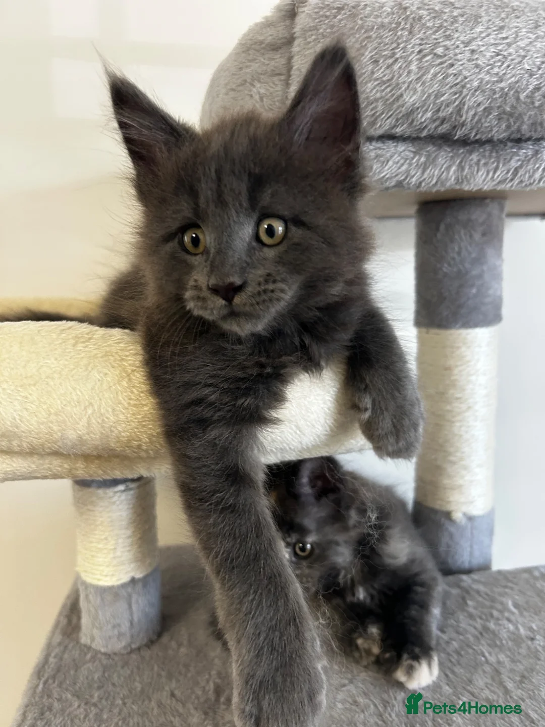 Maine Coon cats for sale:  Exceptional TICA Registered Maine Coon Kittens 🐾 - Advert 36