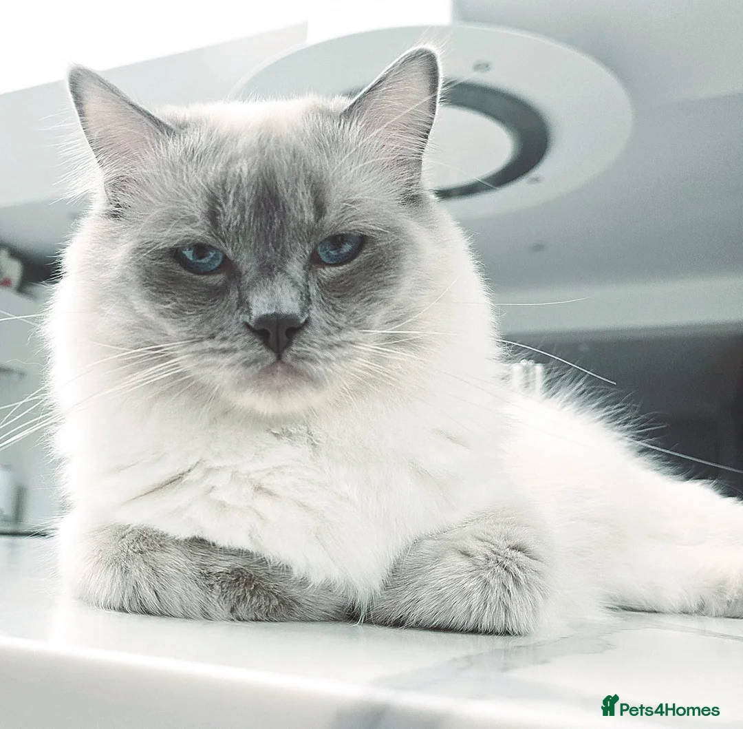 Ragdoll cats for sale: 💕 Beautiful Ragdoll kittens  in Cranbrook - Advert 2