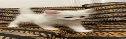 Mixed Breed cats for sale: Half Persian kittens for sale  - Advert 14