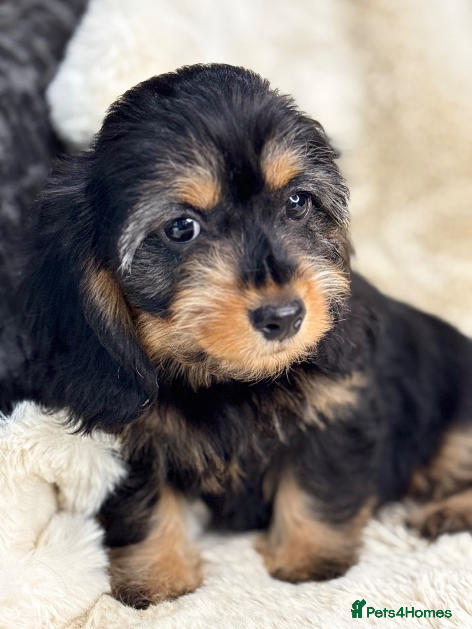 Mixed Breed dogs Gorgeous fluffy Daxi cross puppies  - Advert 2