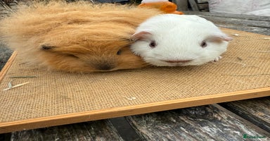 Guinea Pig rodents - Advert 11