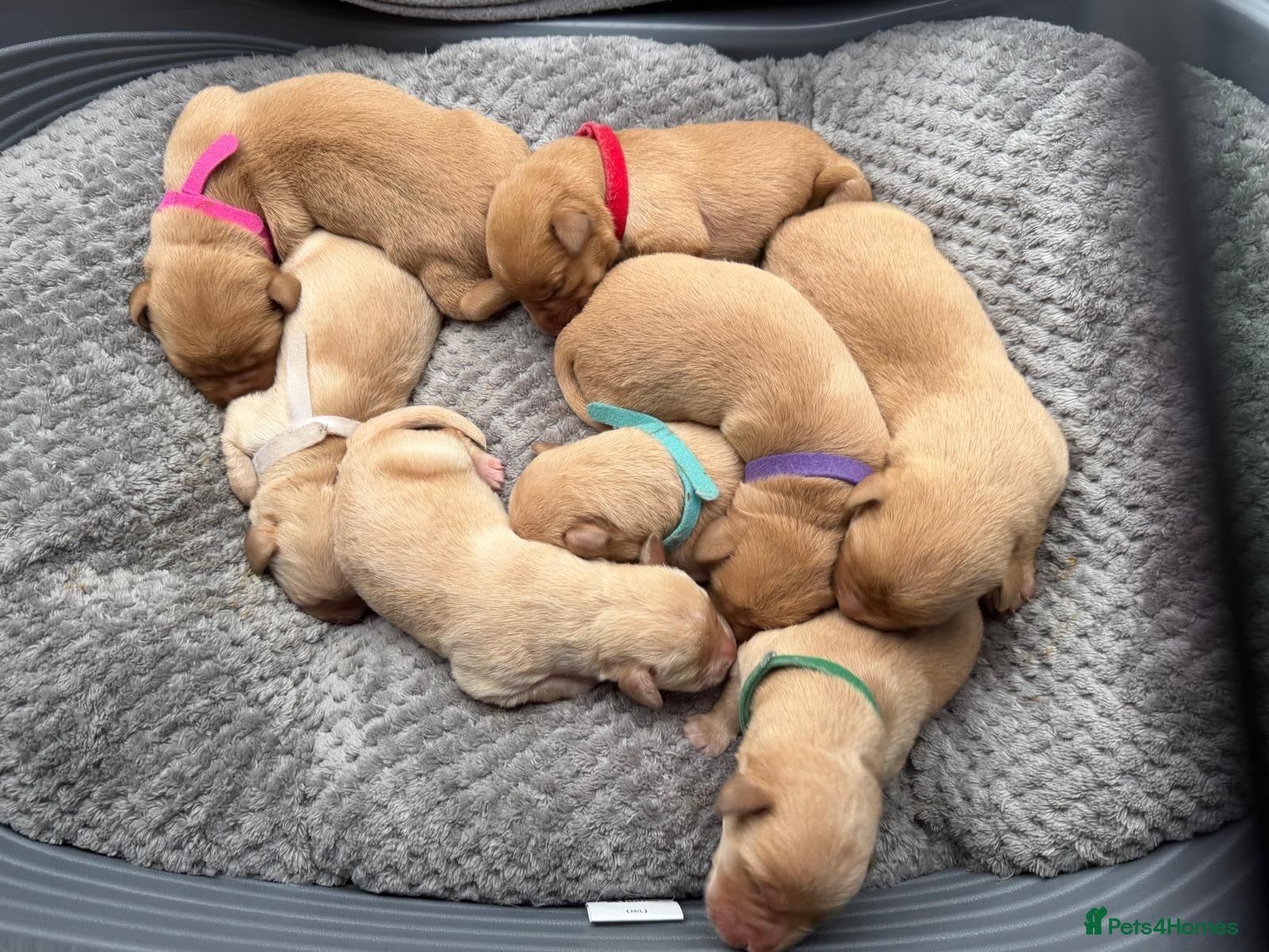 Labrador Retriever dogs KC Registered Red Fox/Golden Labrador Puppies  - Advert 1