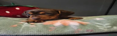 Miniature Dachshund Puppy 2