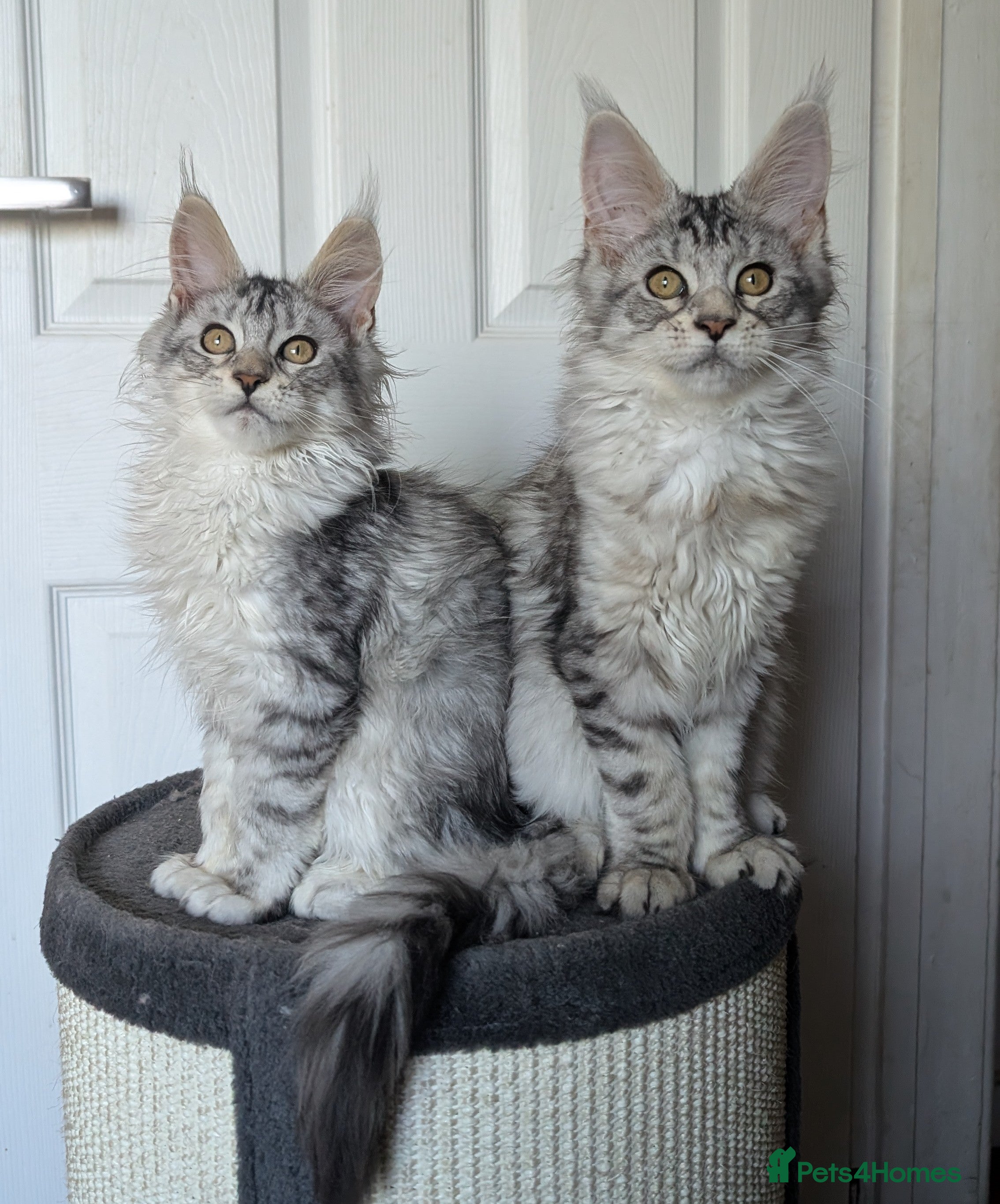 Maine Coon cats Stunning Tica registered Maine coons - Advert 2