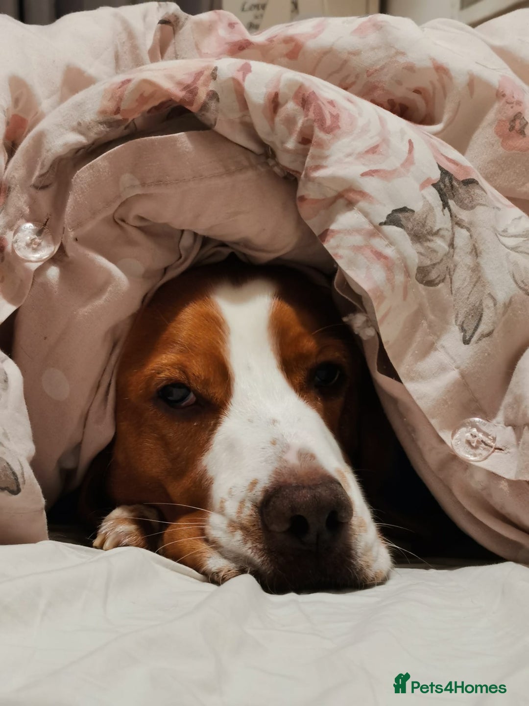 Bocker dogs for sale: Beautiful 6 year old Bocker - Advert 5