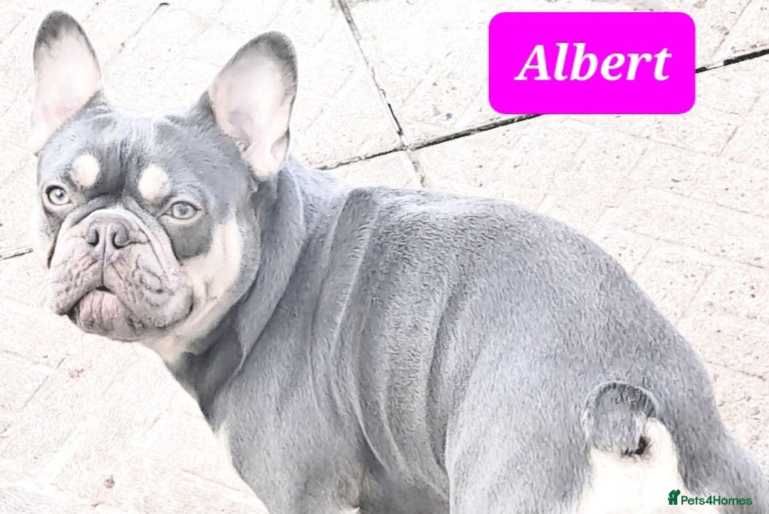 French Bulldog dogs for stud: Top Quality Stud RAMSGATE 🎯🎯 KC registered💣💣  in Ramsgate - Advert 12