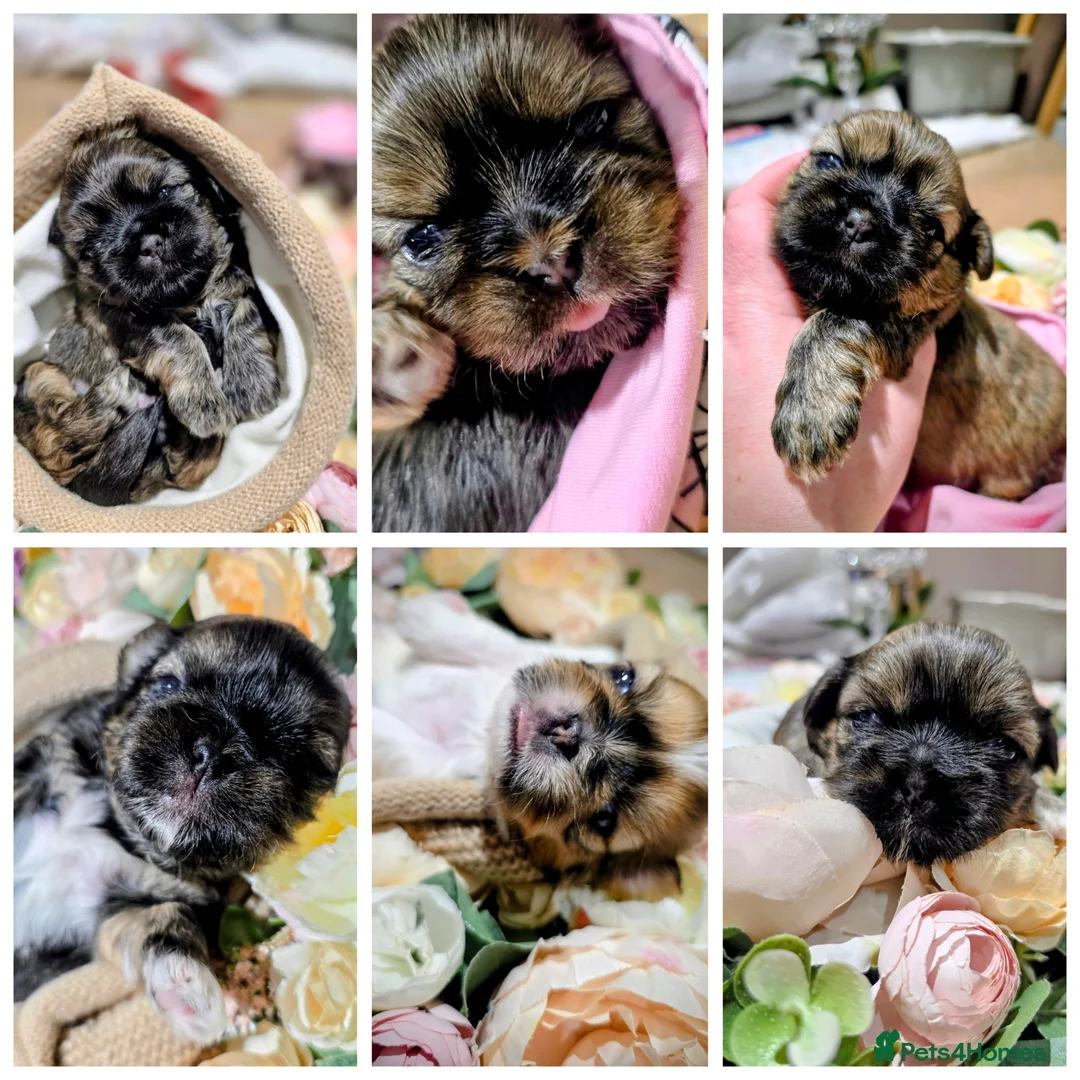 Shih Tzu dogs for sale: 🐾Shih tzu puppies 🐾 - Advert 1