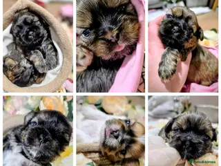 Shih Tzu dogs 🐾Shih tzu puppies 🐾 - Advert 1