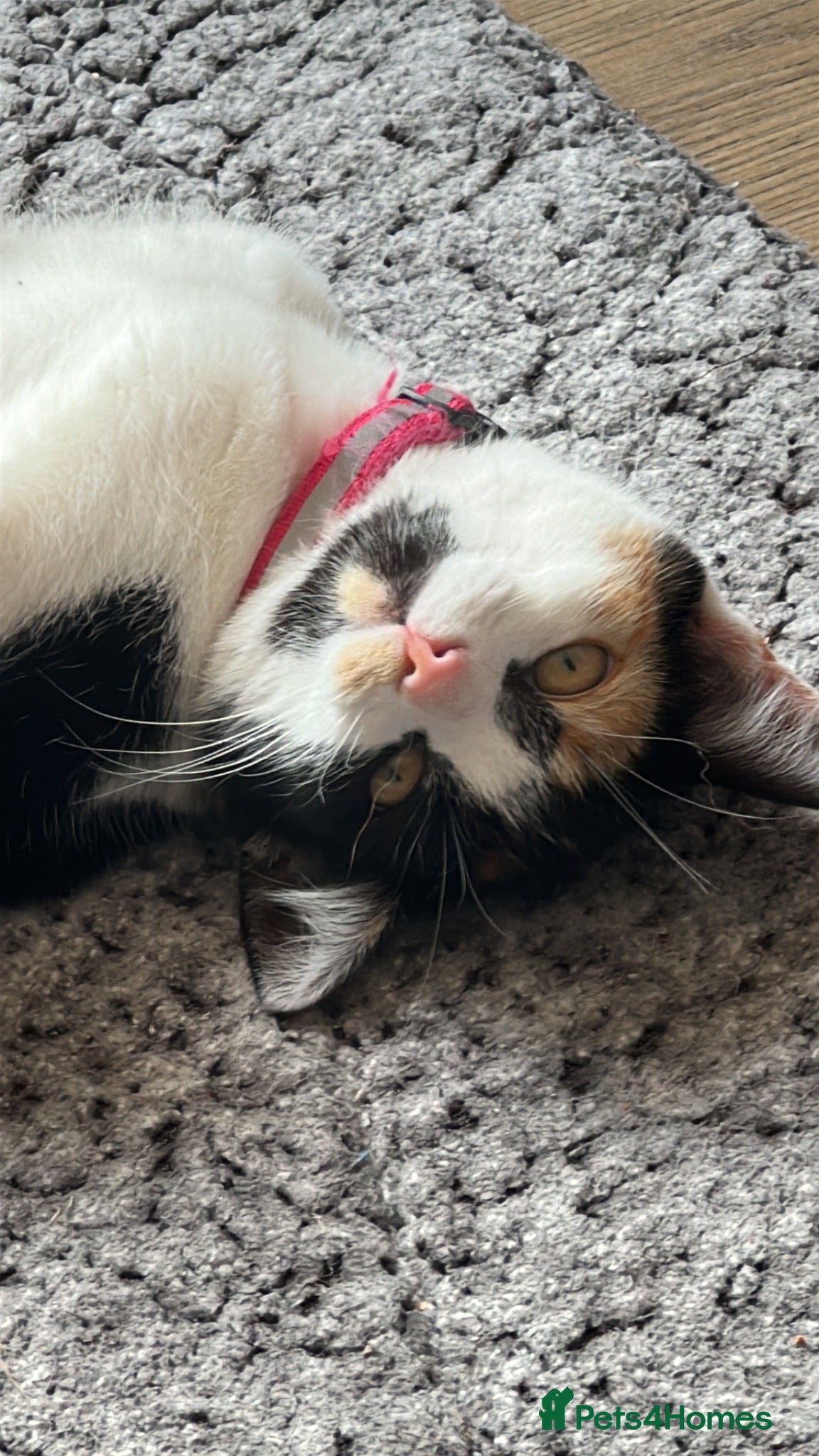 Mixed Breed cats Kittens looking for homes 🐱 - Advert 1