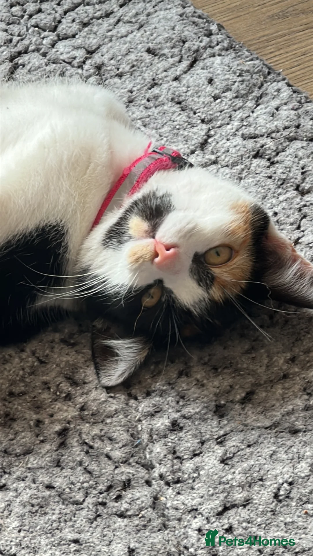 Mixed Breed cats for sale: Kittens looking for homes 🐱 - Advert 1