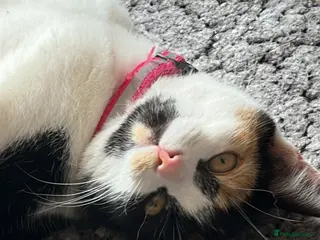 Mixed Breed cats Kittens looking for homes 🐱 - Advert 1