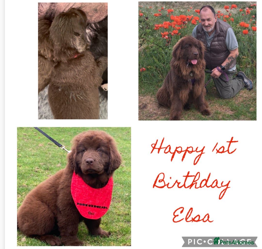 Newfoundland dogs for stud: KC REGISTERED NEWFOUNDLAND STUD HEALTH TESTED  in Basildon - Advert 30