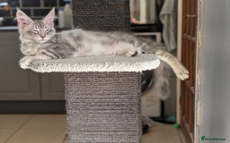 Maine Coon cats for sale: 3 Adorable Female Maine coon Kittens - Image 12