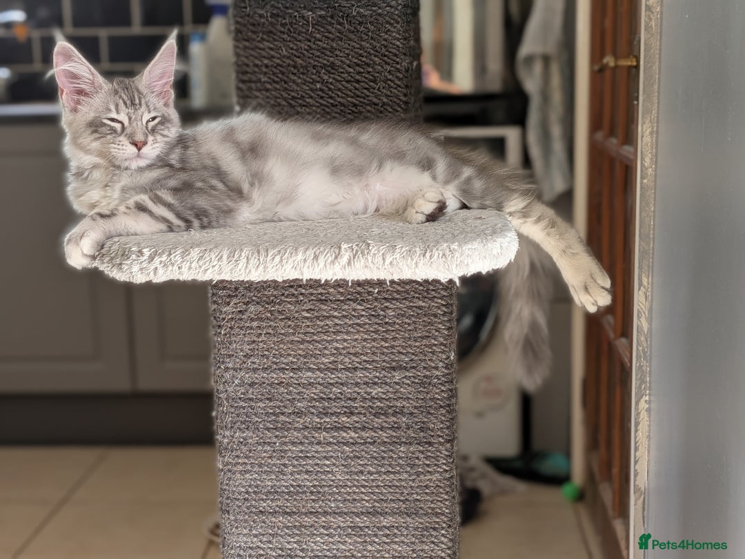 Maine Coon cats for sale: 3 Adorable Female Maine coon Kittens - Image 12