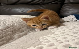 Mixed Breed cats for sale: 3 friendly fluffy female kittens for sale - Image 8