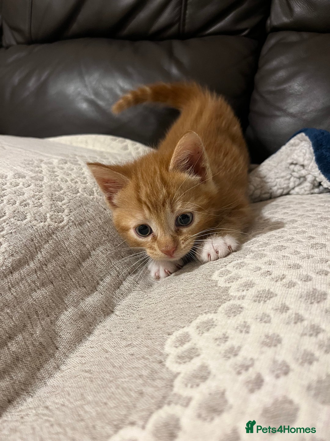 Mixed Breed cats for sale: 3 friendly fluffy female kittens for sale - Image 8