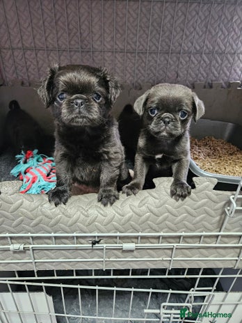 Pug dogs in Rochford - Advert 7